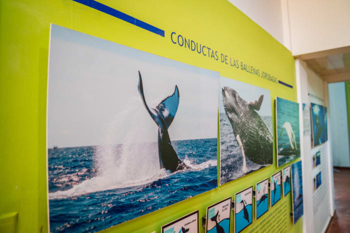 Whale Watching Museum_2:2